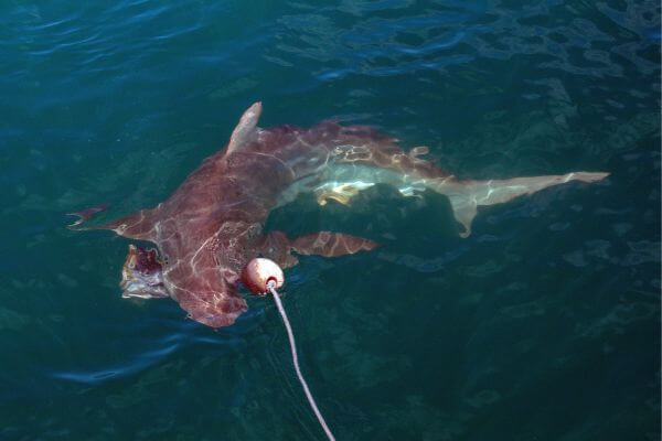 Bronze Whaler Shark (Carcharhinus brachyurus)