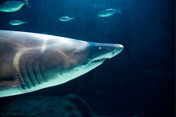 Ragged-Tooth Shark