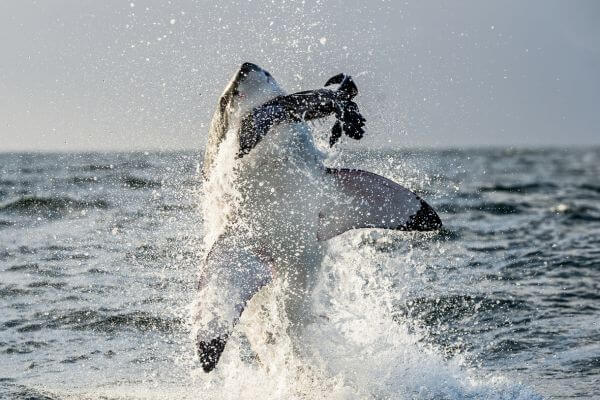 Shark eating prey including seals