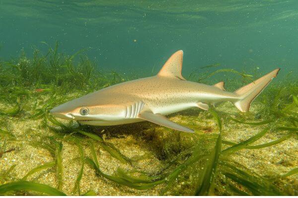 Smoothhound Shark found in Mossel Bay