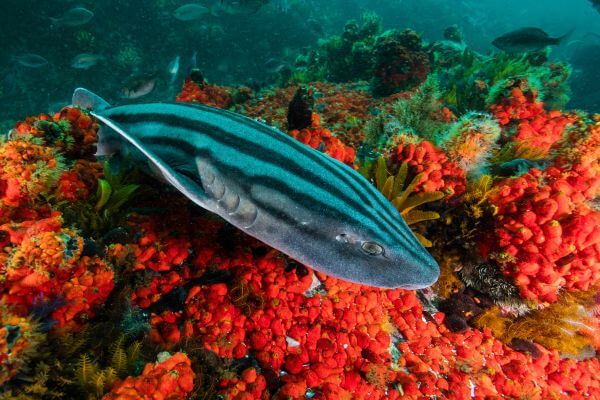 Pyjama Shark in Mossel Bay