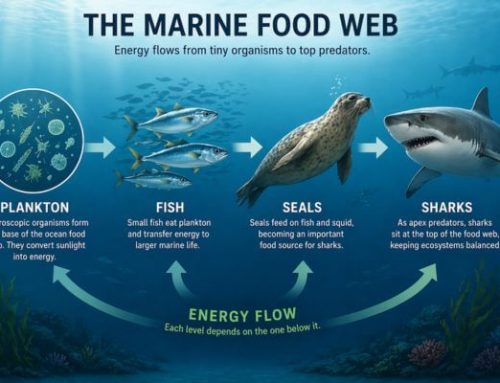 What Do Sharks Eat?