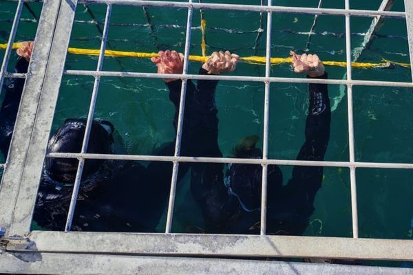 Garden Route Shark Safari Experience