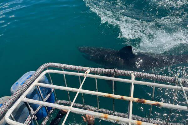 Garden Route Ocean Experience