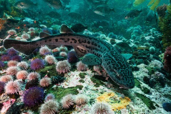Leopard Catshark swimming in reef of Mossel Bay Tidal Pool