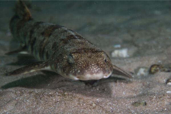 Puffadder Shyshark on sand bottom in Mossel Bay