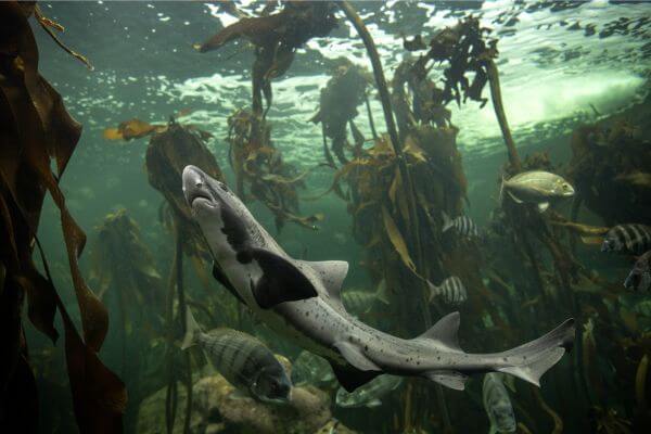 Spotted Gully Shark in the Garden Route