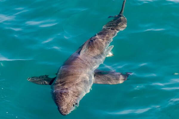 bronze whaler Mossel Bay