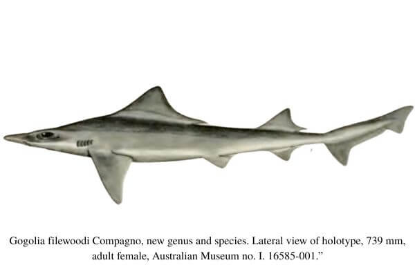 gogolia filewoodi holotype scientific illustration gogolia filewoodi holotype scientific illustration