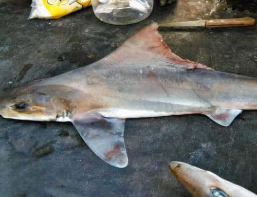 Sailback Houndshark