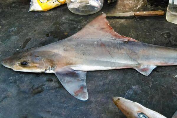 sailback houndshark specimen papua new guinea