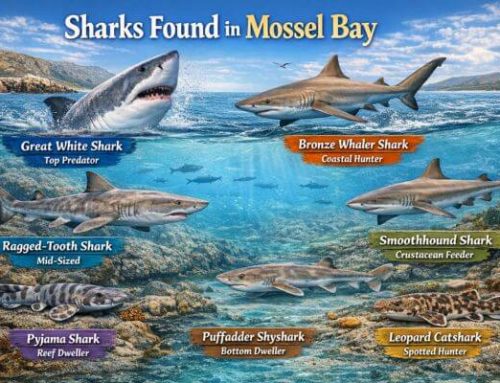 Sharks Found In Mossel Bay