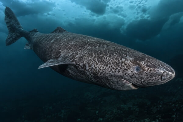 Ancient Greenland Shark Beneath Arctic Ice