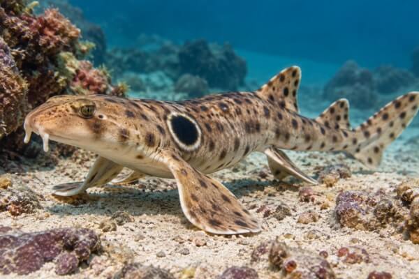 Epaulette Shark Walking Epaulette Shark Walking