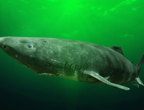 Greenland Sharks