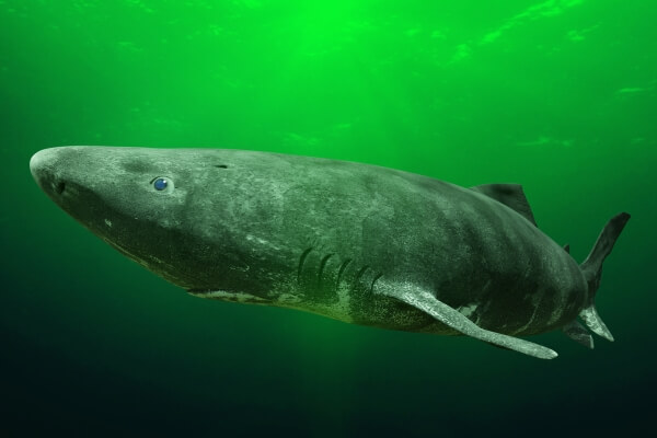 Greenland shark swimming in deep Arctic ocean waters