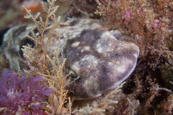 puffadder shysharks hiding beneath reef