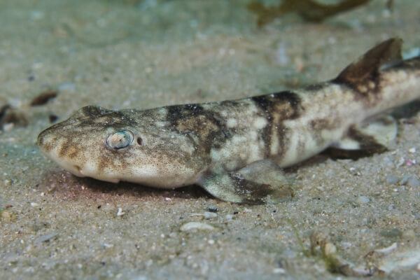 puffadder shysharks on sand bottom puffadder shysharks on sand bottom