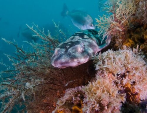 Puffadder Shysharks