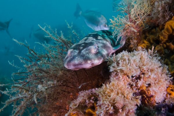 puffadder shysharks swimming on coral reef