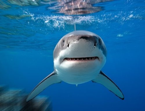 Strangest Shark Adaptations