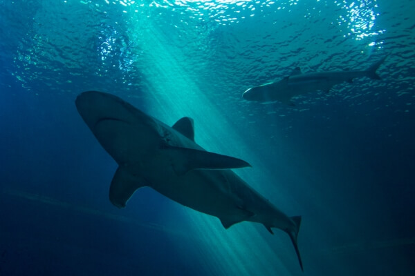 shark swimming silhouette shark swimming silhouette