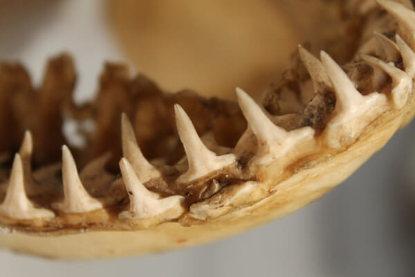 shark teeth shark teeth