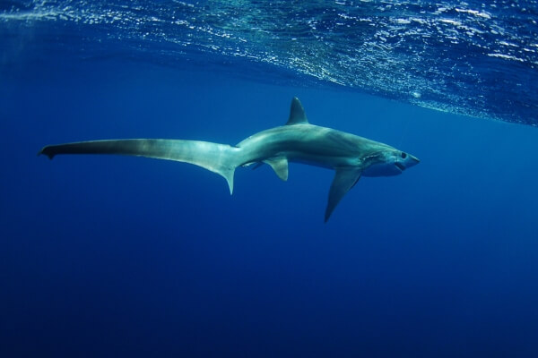 thresher shark tail thresher shark tail